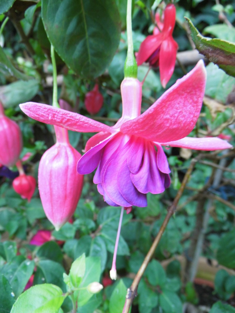 Foxy Lady Deutsche Fuchsiengesellschaft e.V.